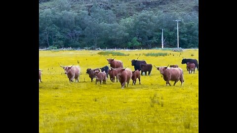 Beautiful Natural Scotland Valley, Scotland Valley, live For Earth