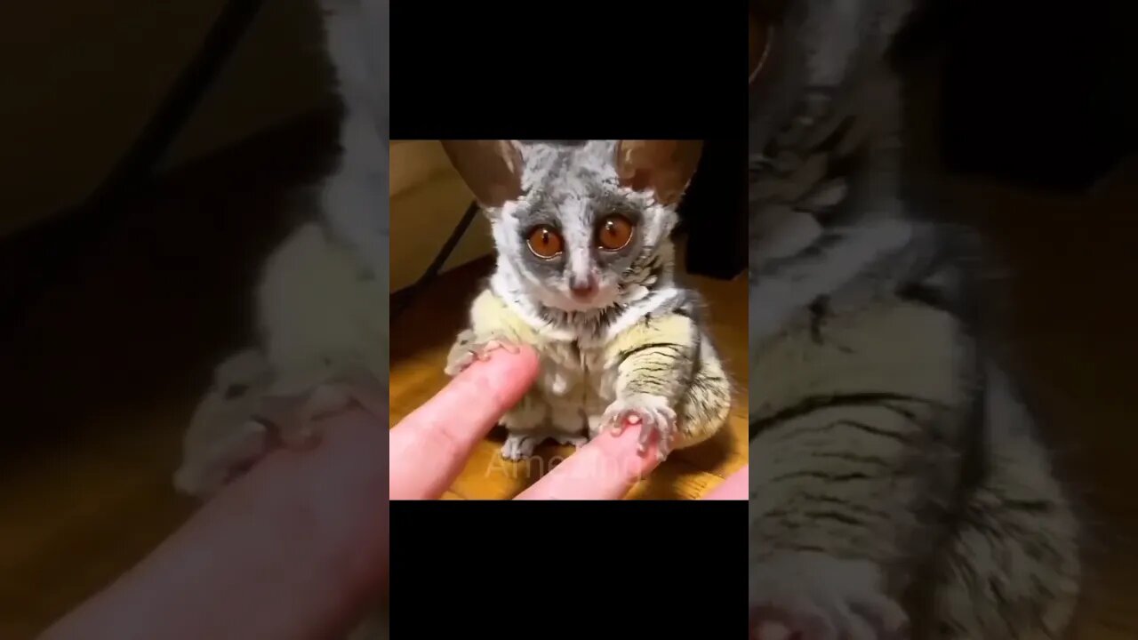Amezing video