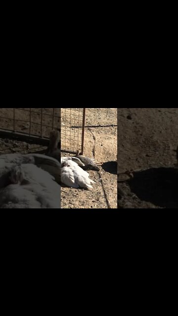 Cute baby keet sunbathing with legs to the side 💕