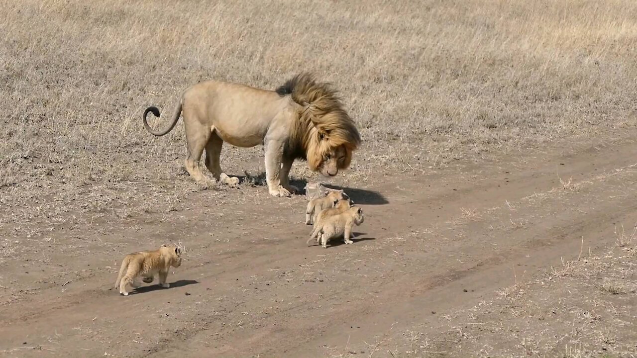 Lion dad tries to ditch his kids- (AnimalPlanet12)(1080P_HD).mp4