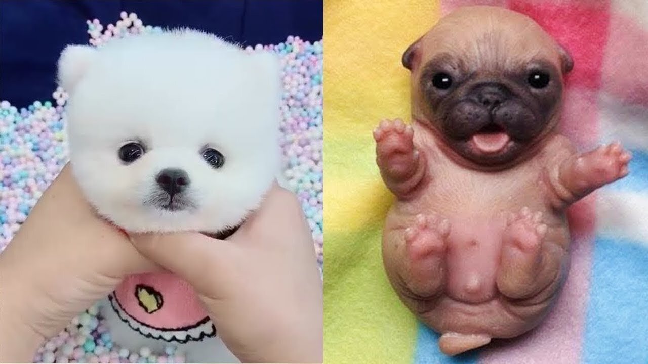 🤣Funny Dog Videos 2021🤣 🐶 It's time to LAUGH with Dog's life #1| Cute Buddy