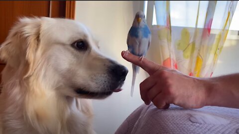 Dog Meets a Budgie for the First Time