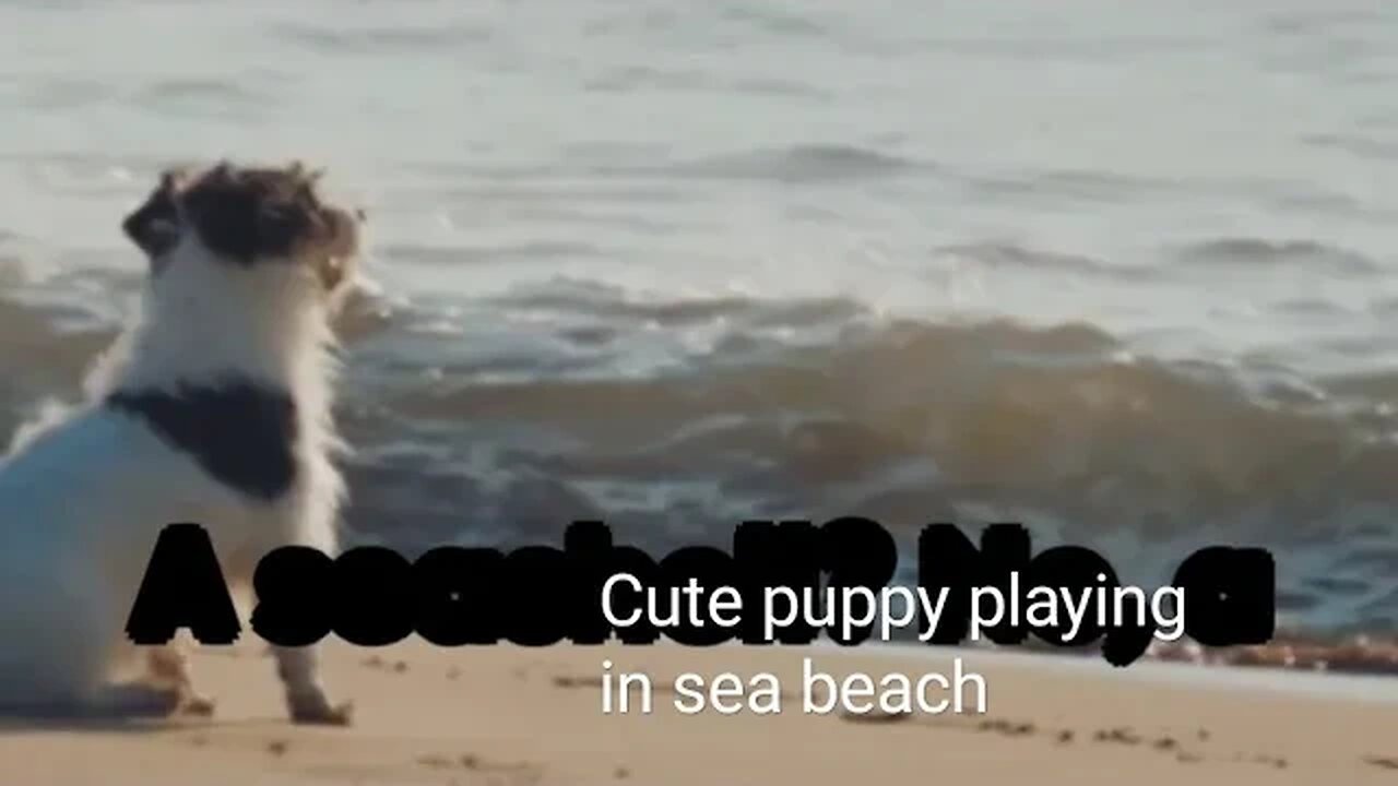 Cute puppy playing on sea beach,#shortvideo,#puppy