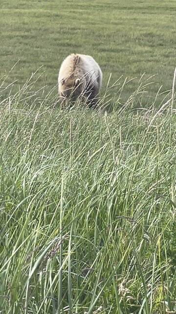 The bear is coming at us.. warning intense