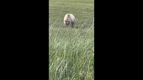 The bear is coming at us.. warning intense
