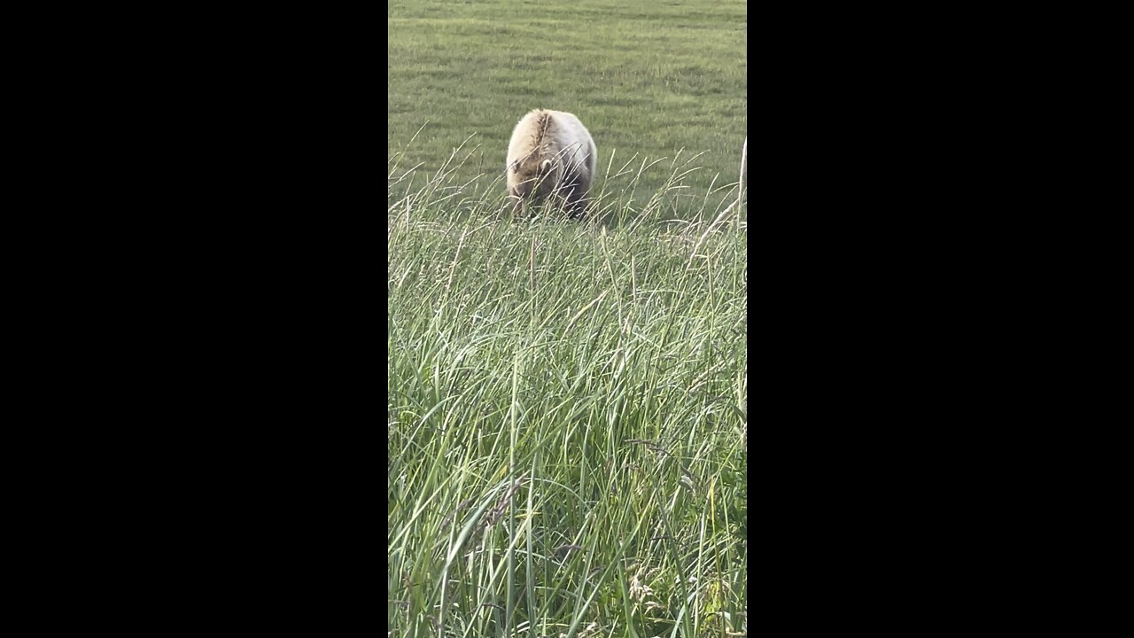 The bear is coming at us.. warning intense