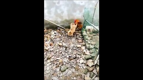 Chicken vs dog fight funny dog fight