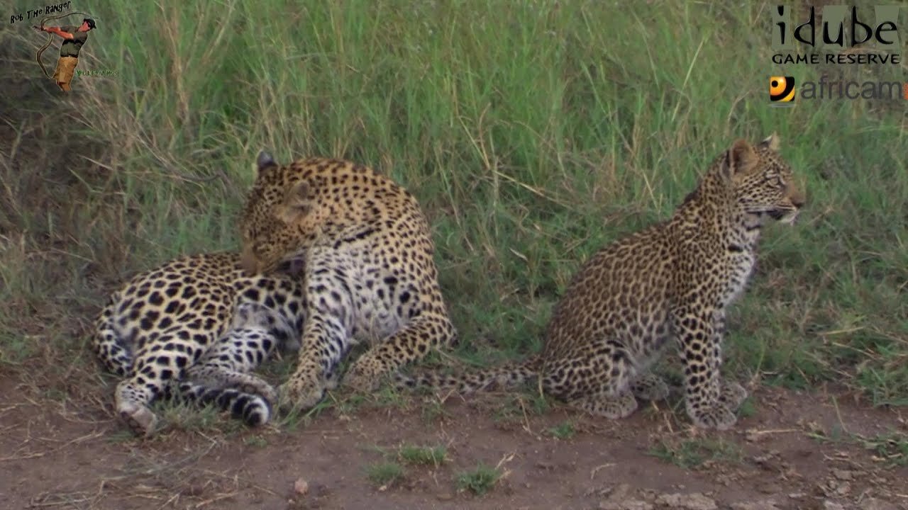 Leopard And Cub - Life Outside The Bushcamp - 17: Deepwater Pan To Fourways