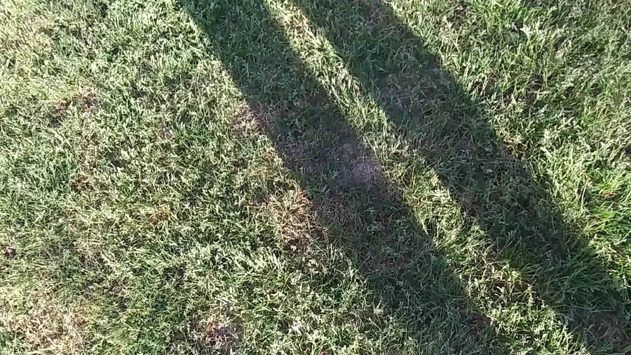 Pups, pups, pups(3)