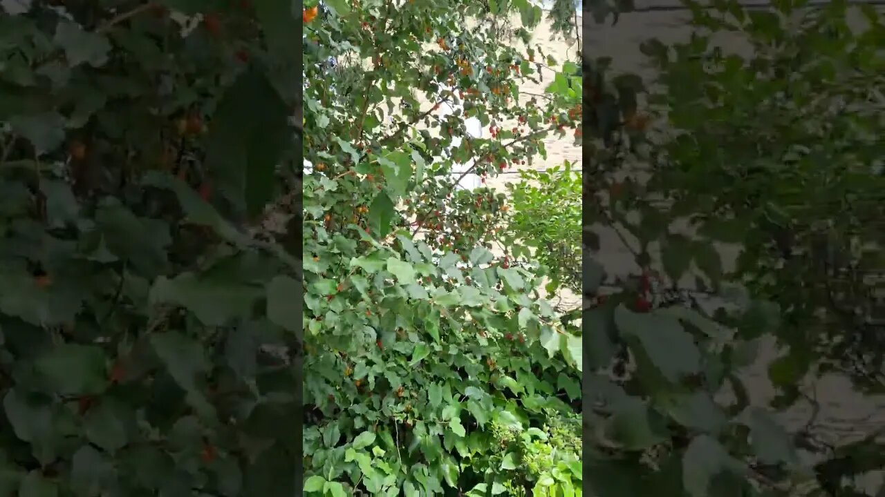 군산 동국사는 현재 수리중 ㅠㅠ