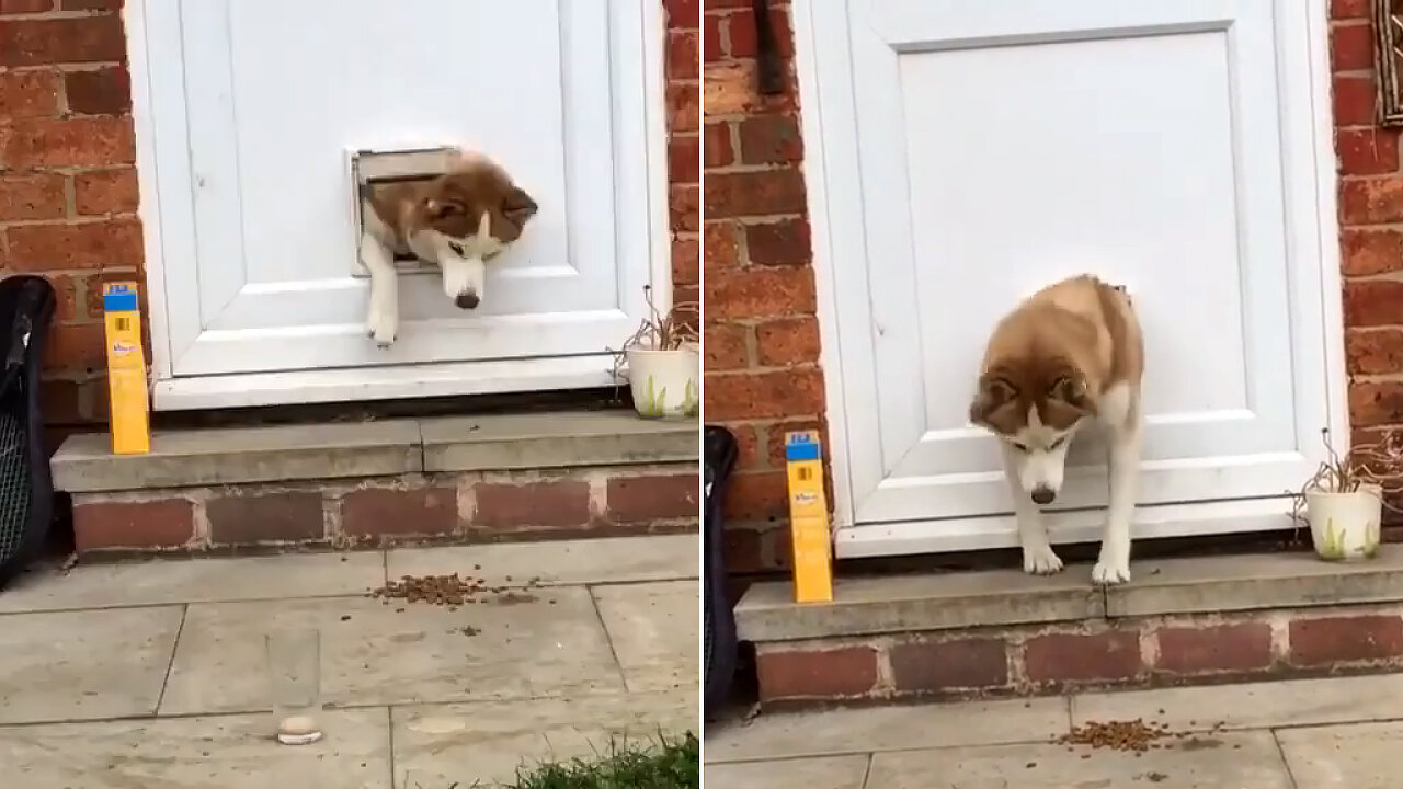 The husky hardly passes through the hole in the door