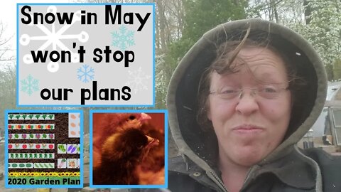 Snow in May ll Garden Plannin' ll Baby Chicks
