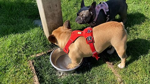 Ladybug and Turbeau Playing in the Grass