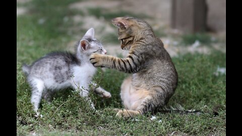 Cute little cat & duck playing