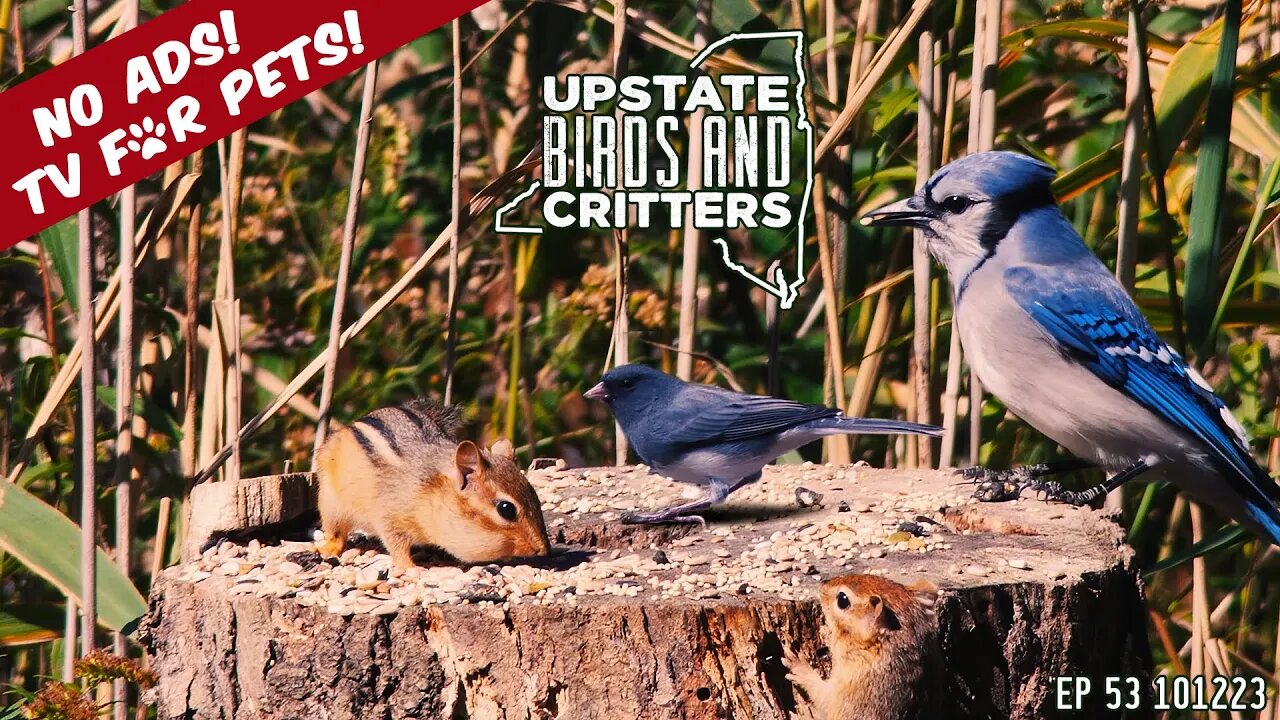 Upstate Birds And Critters: Ep 53 — 101223 [ No ads ] Cat And Dog TV