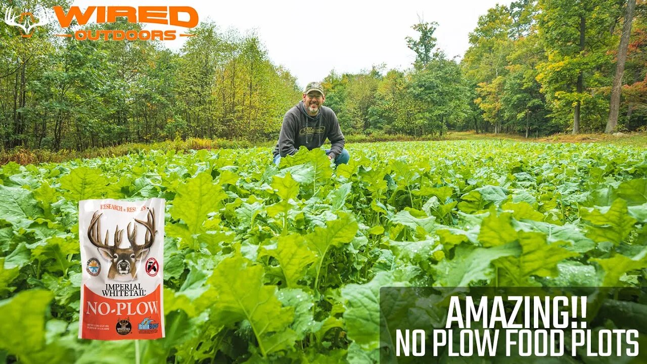 Amazing No Plow Food Plots