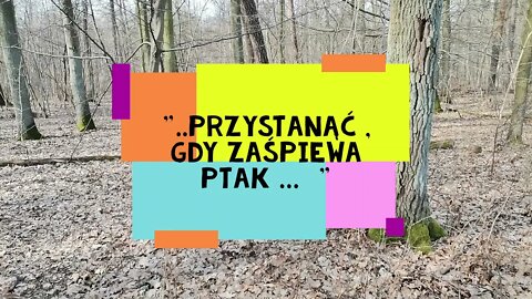 ..." przystanąć , gdy zaśpiewa ptak ... " Anna Budzik