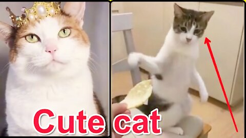 Funny funny all cute cat videos ,Hope you like it