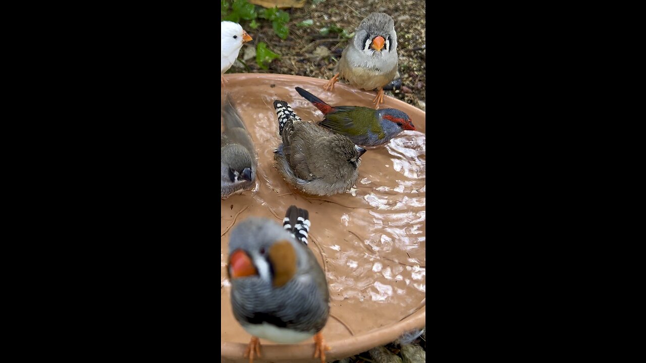 Zebra Finch family bathing - aviary birds