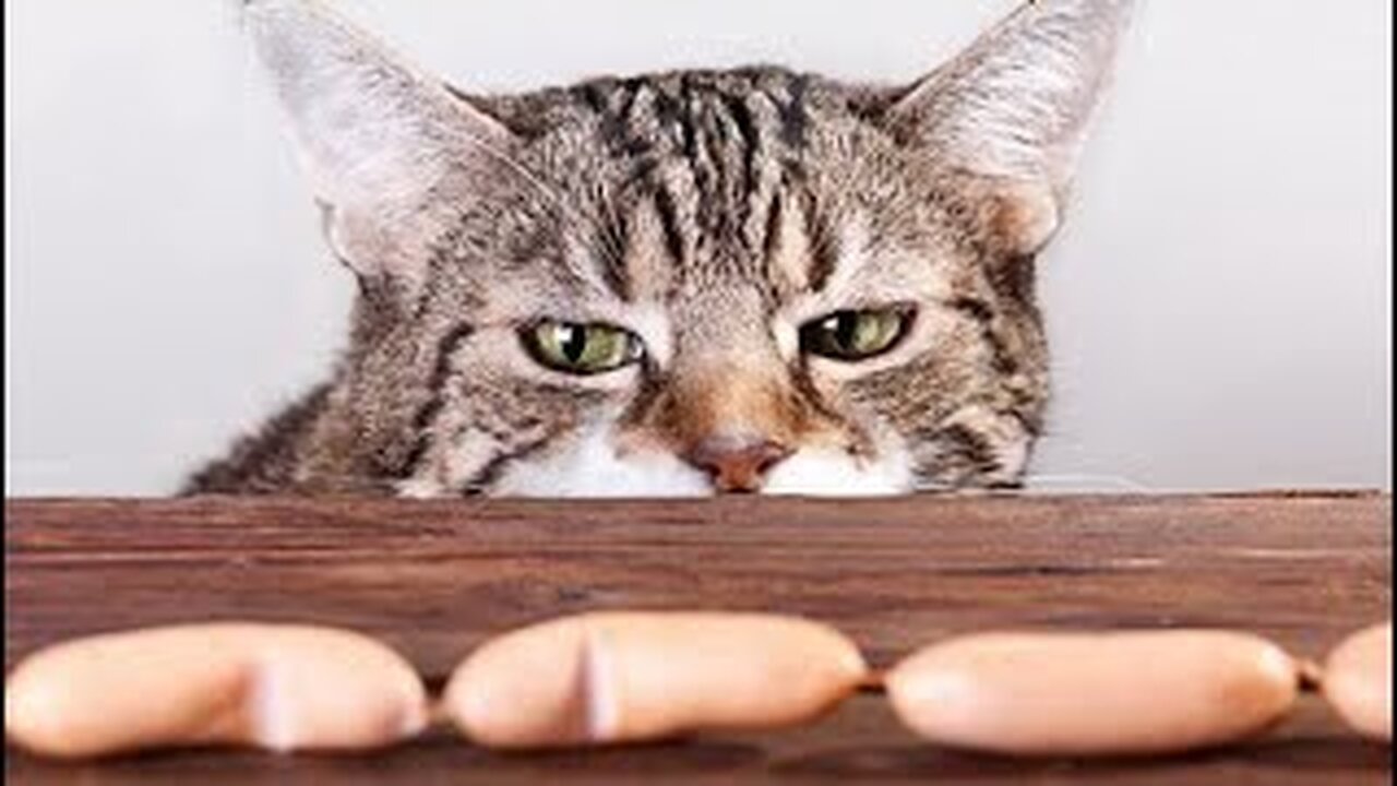 😺 How to steal a sausage?! 🐈 Videos of funny cats and kittens for a good mood! 😻