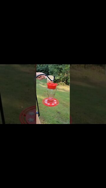 Clean the Hummingbird Feeder