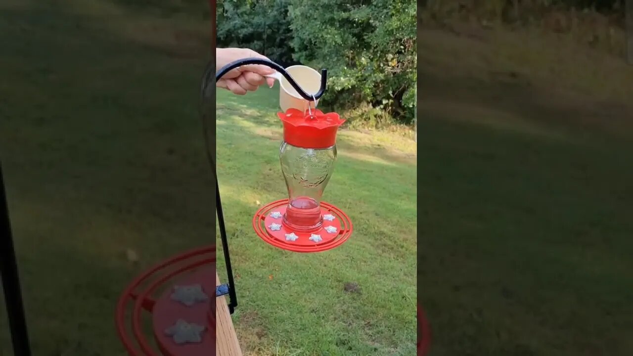 Clean the Hummingbird Feeder