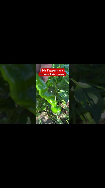Bizarre Peppers #bubba #jalapenos #freaky