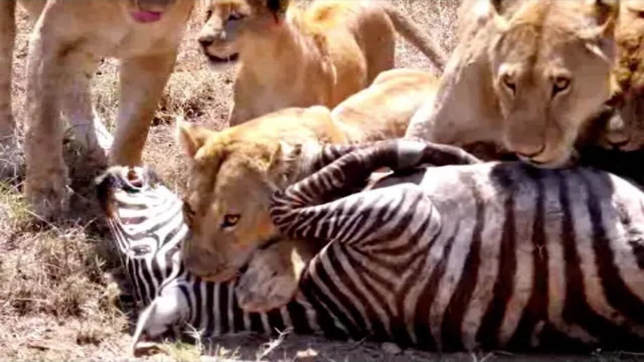 unsafe zebra