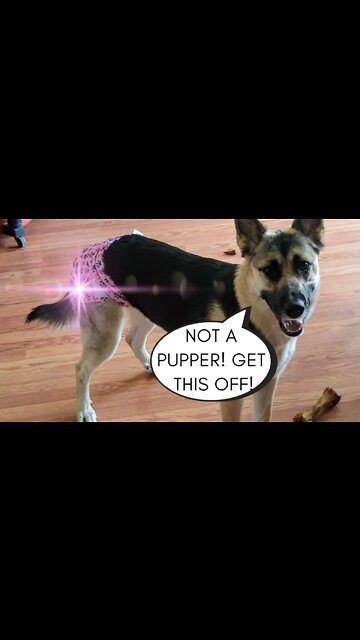 Talking Gerberian Shepsky Dog Is Not A Diaper Lover