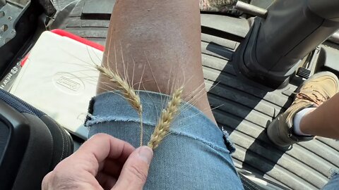 DAY 47 / 2022 Wheat Harvest / August 1 (Jordan, Montana)