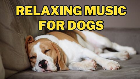 Deep Separation Anxiety Music for Dog Relaxation! Helped 4 Million Dogs Worldwide! NEW!