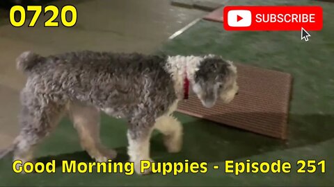 [0720] GOOD MORNING PUPPIES - EPISODE 251 [#dogs #doggos #doggies #puppies #dogdaycare]