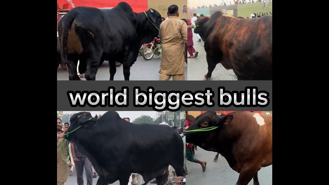 World biggest bulls / beautiful animal video //beautiful Australian bulls and camel video