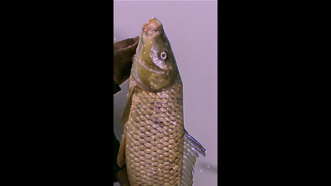 FUNNY FISH EDIT VIDEO