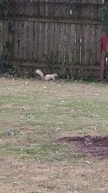First White Squirrel I've Ever Seen
