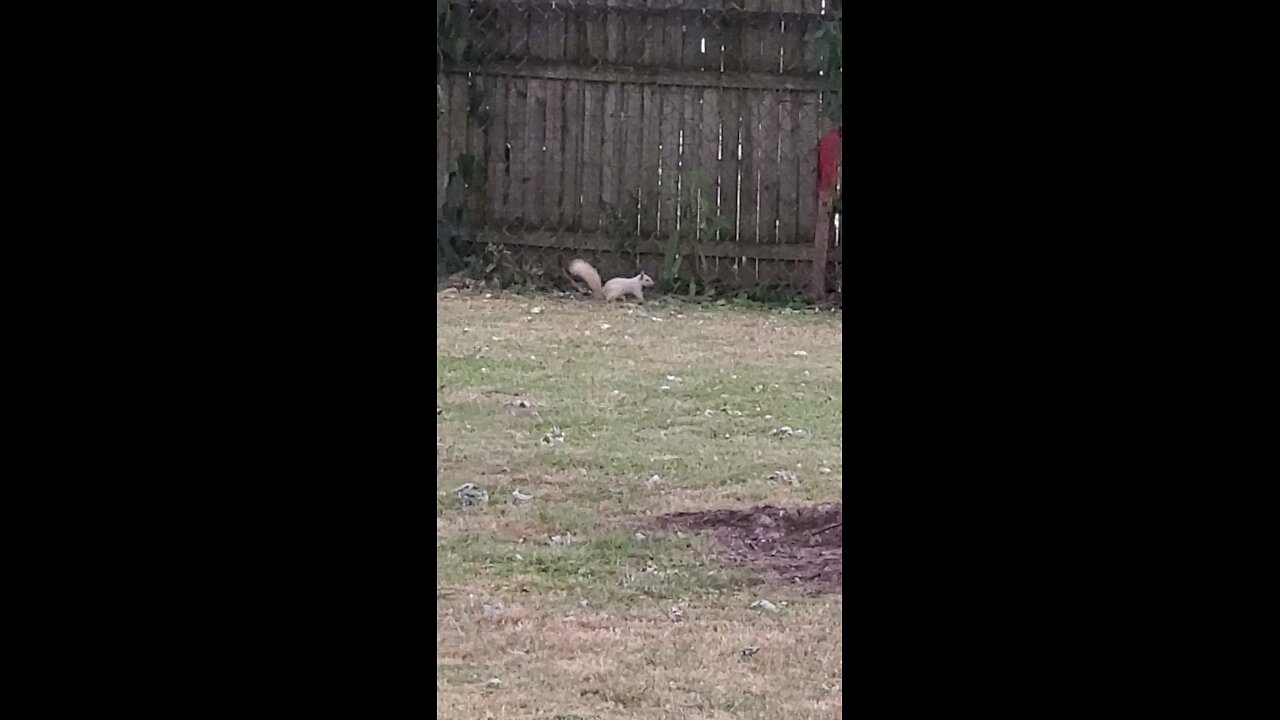 First White Squirrel I've Ever Seen