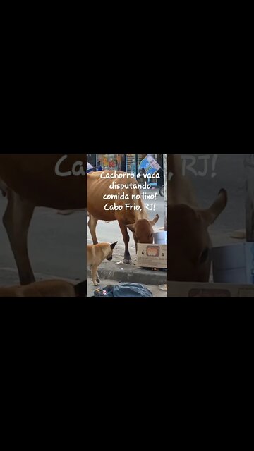 Cachorro e vaca disputando comida no lixo! #shorts #riodejaneiro