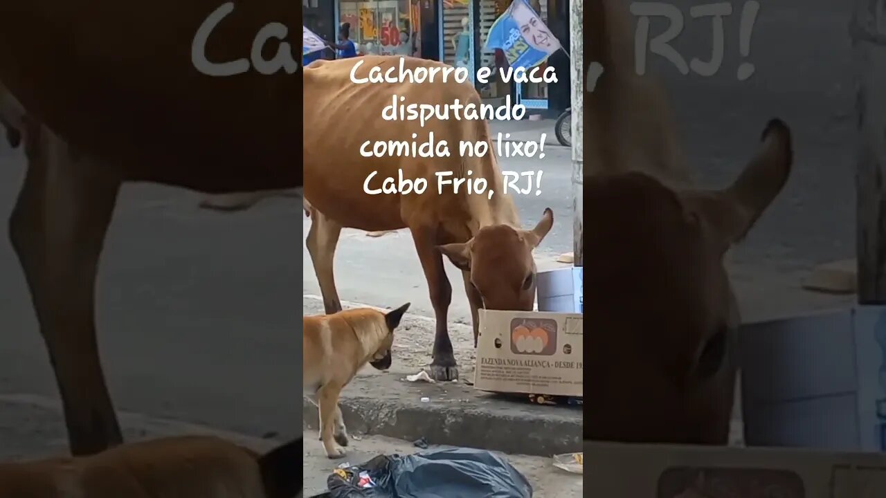 Cachorro e vaca disputando comida no lixo! #shorts #riodejaneiro