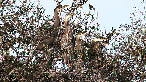 Four Great Blue Heron Fledglings