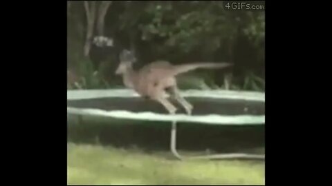 Kangaroo & Trampoline