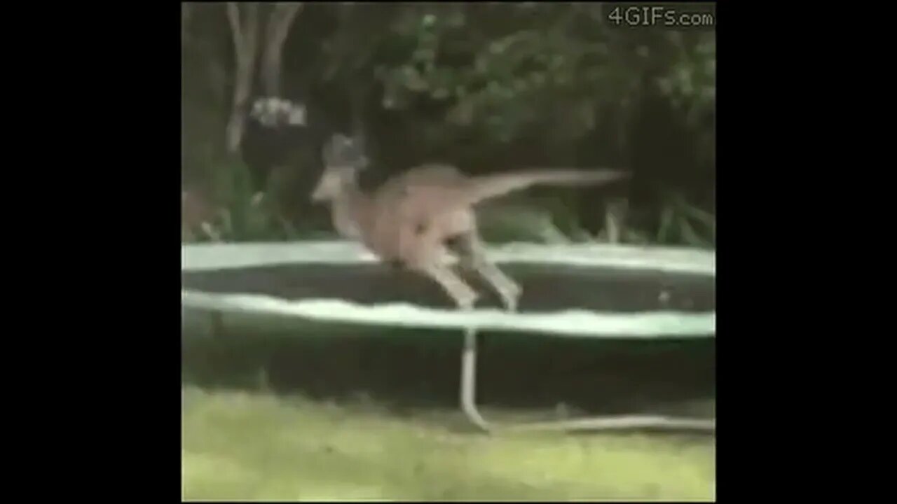 Kangaroo & Trampoline