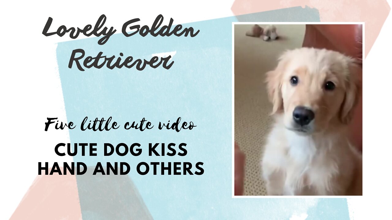 Golden Retriever 5 little cute video , kiss hand and others