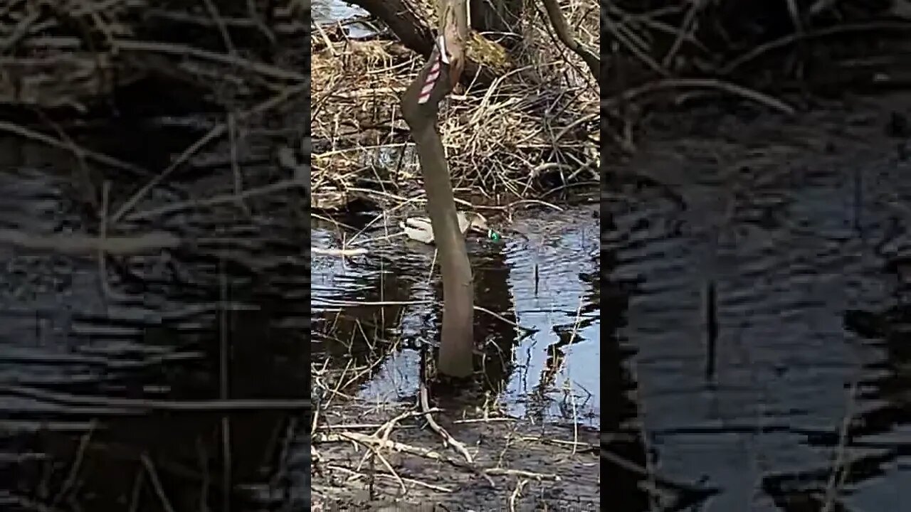 Two more Mallards