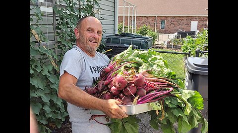 Our June Beet Harvest 6/14/24