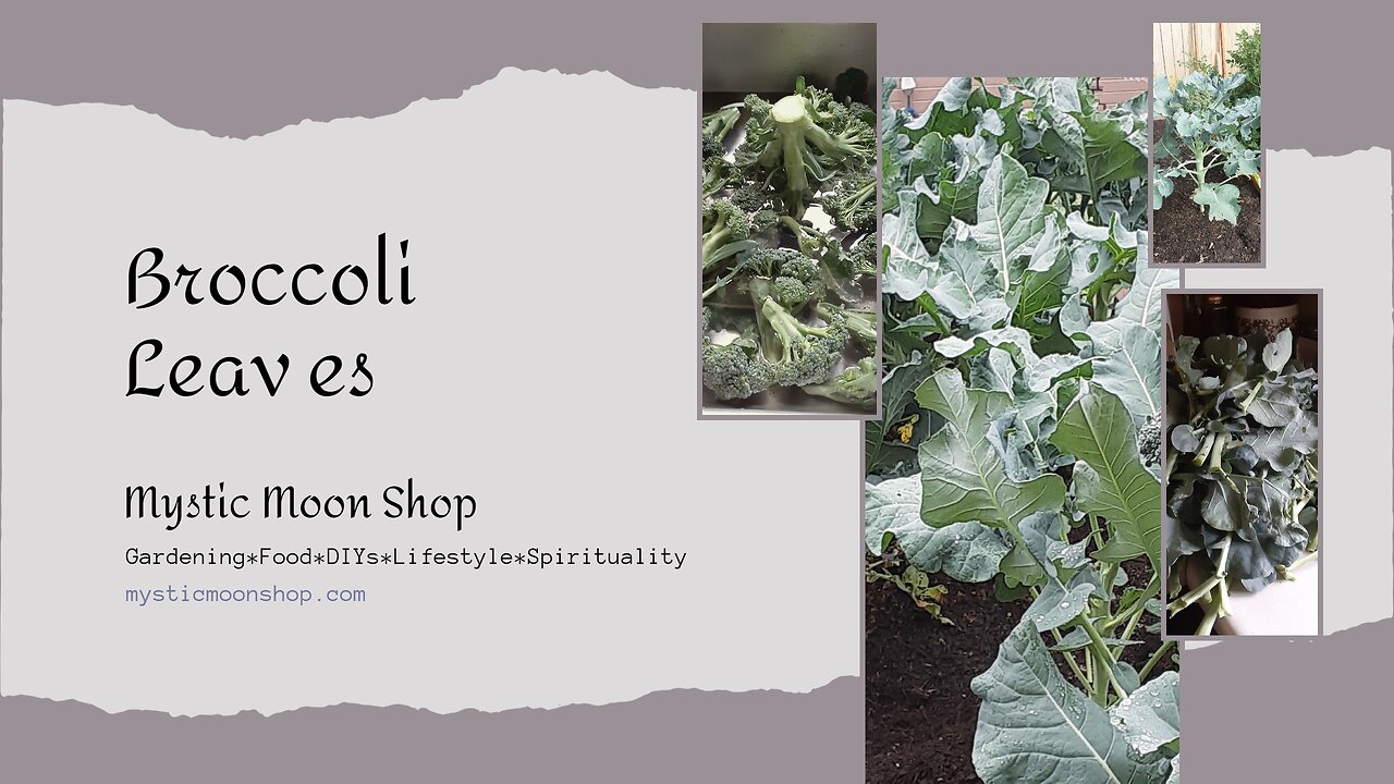 Broccoli Leaf Harvest & Processing