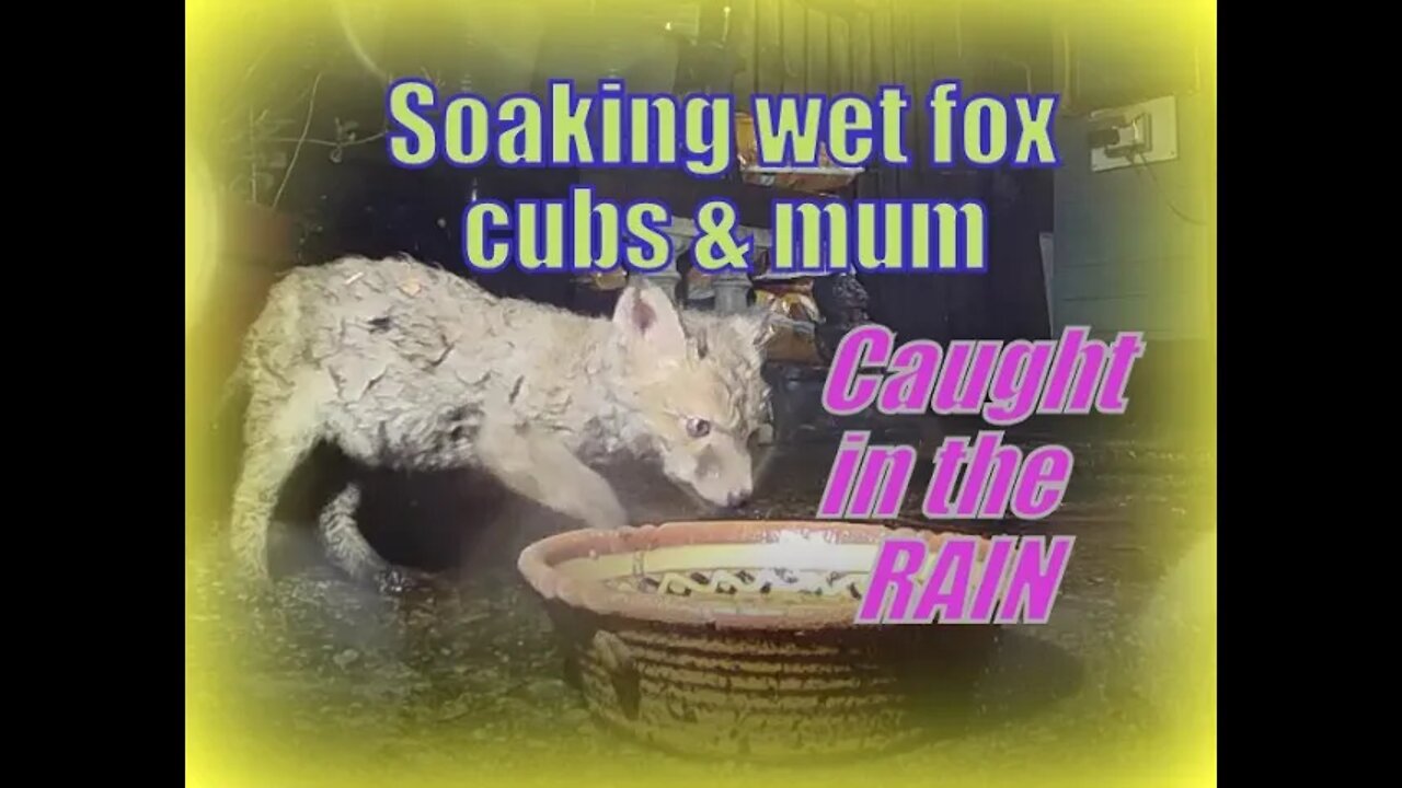 🦊Friendly urban fox Ajax and her uber-cute baby cubs get soaking wet