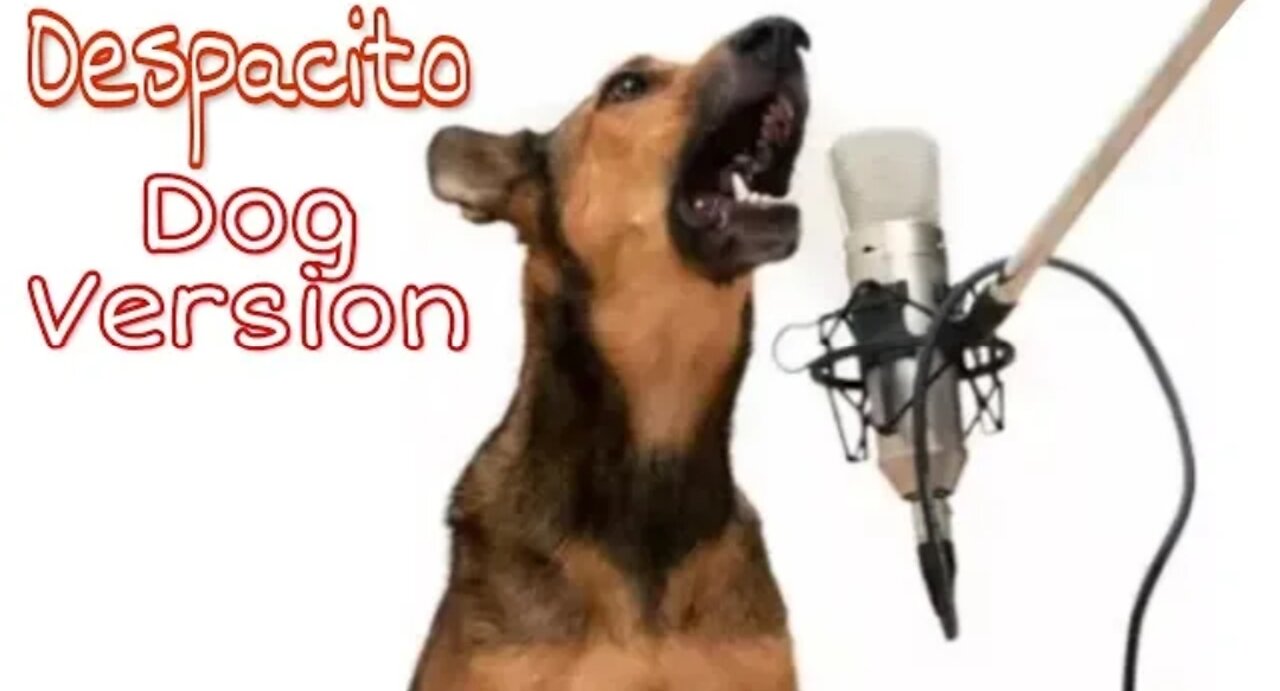 Despacito ( dog version )