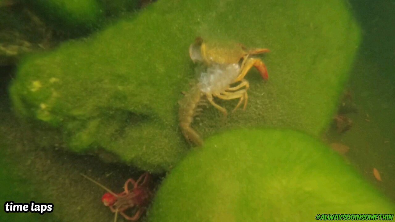 Crawdad molted