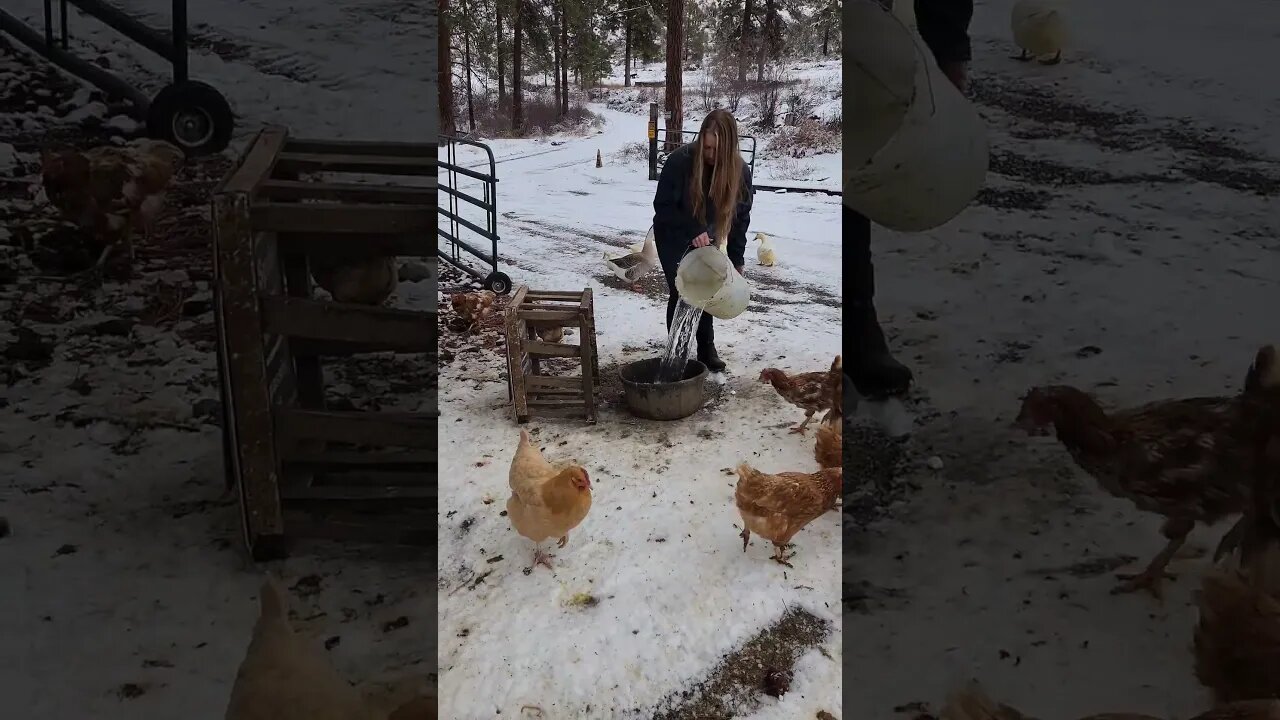 #winter #snow #homestead #freerangechickens #freerange #homesteadlife #cold #pnw