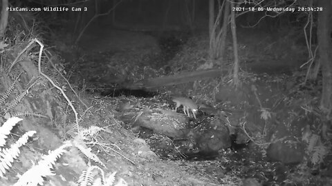 Coyote walks through stream